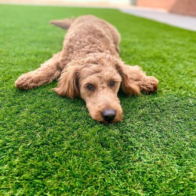 dog with tennis ball on artificial grass