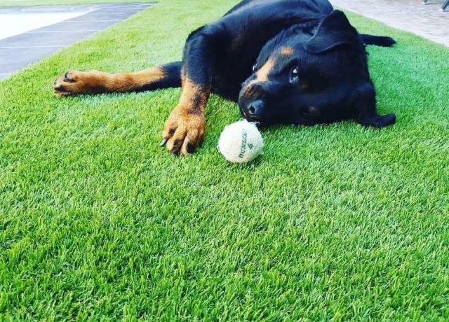 dog with tennis ball on artificial grass